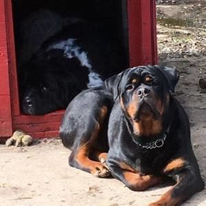 Meet your Posher, Gaius